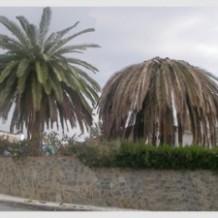 Una plaga de “Picut Roig” afecta a les palmeres de la zona de Bixquert